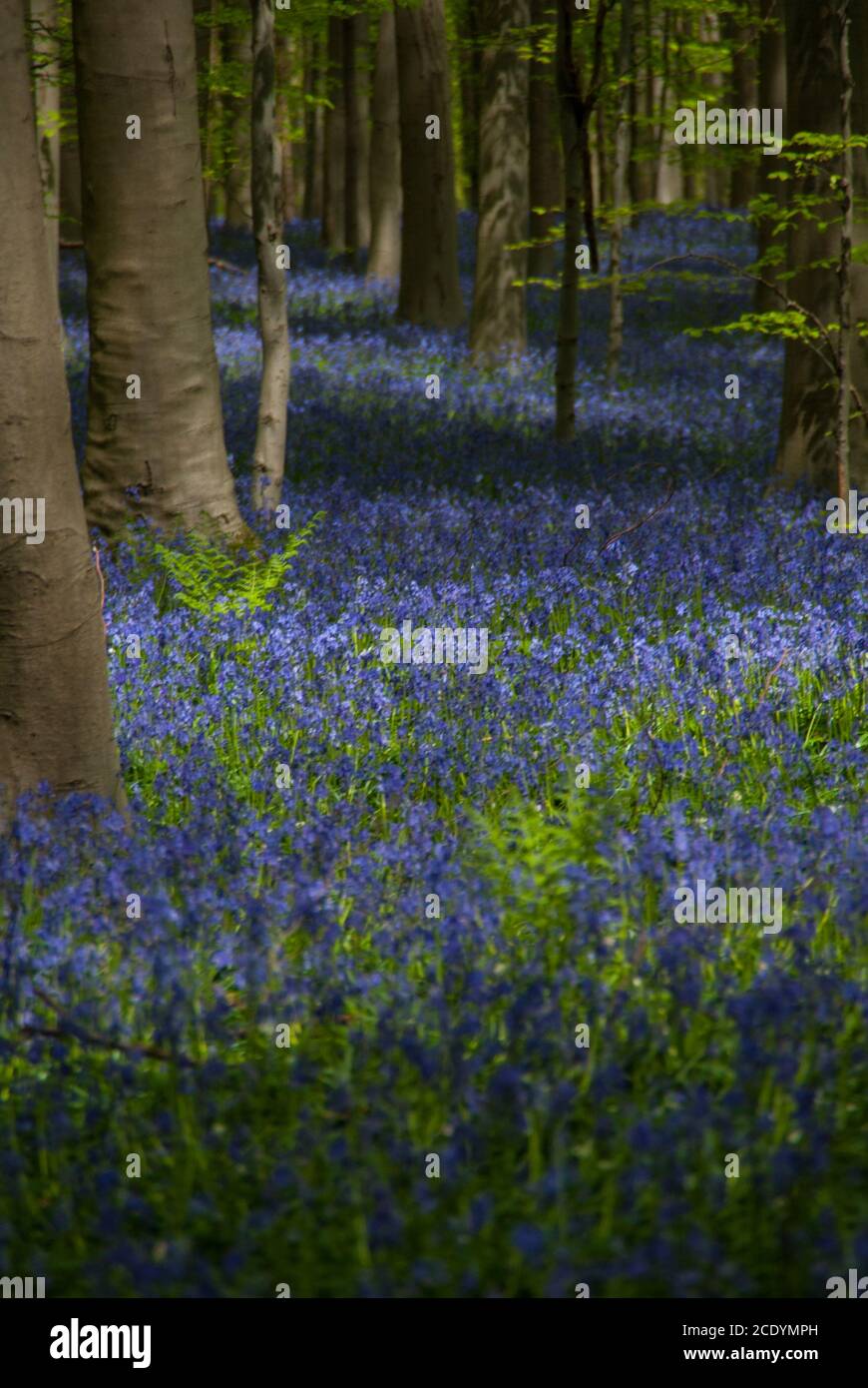 Walking in Hallerbos, the blue flowers forest in Belgium Stock Photo