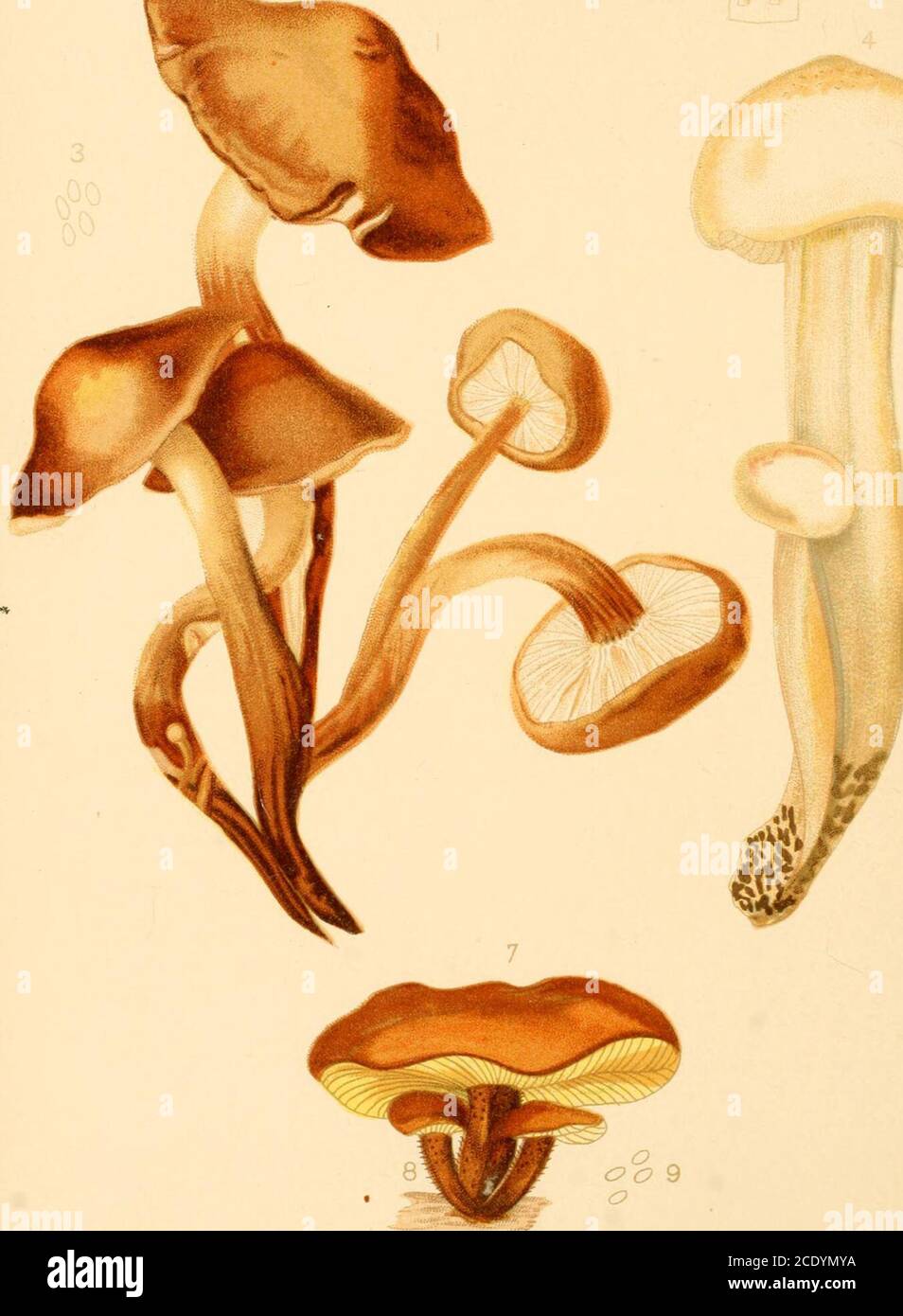 . Student's hand-book of mushrooms of America edible and poisonous . ls ventricose, crowded, purplish, changing torust color; stem short, hollow or stuffed, cartilaginous, equal, pallid, red-dish brown, or tinged with violet; veil white. Subgenus Collybia Fries. Cap at first convex, then expanded, not de-pressed, with an involute margin; gills reaching the stem, but not decur-rent, sometimes emarginate; stem hollow, with cartilaginous bark of adifferent substance from the hymenophore, but confluent with it; oftenswollen and splitting in the middle; spores white. The plants are usuallyfound gro Stock Photo