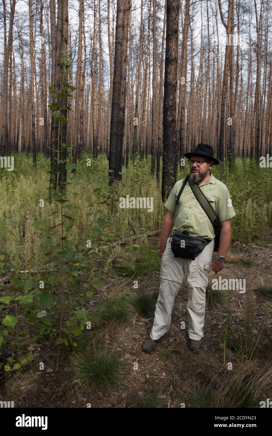 Two years after a huge forest fire in Treuenbrietzen forest in August 2018 Pierre Ibisch shows the new trees growing between dead Scots Pine. Stock Photo