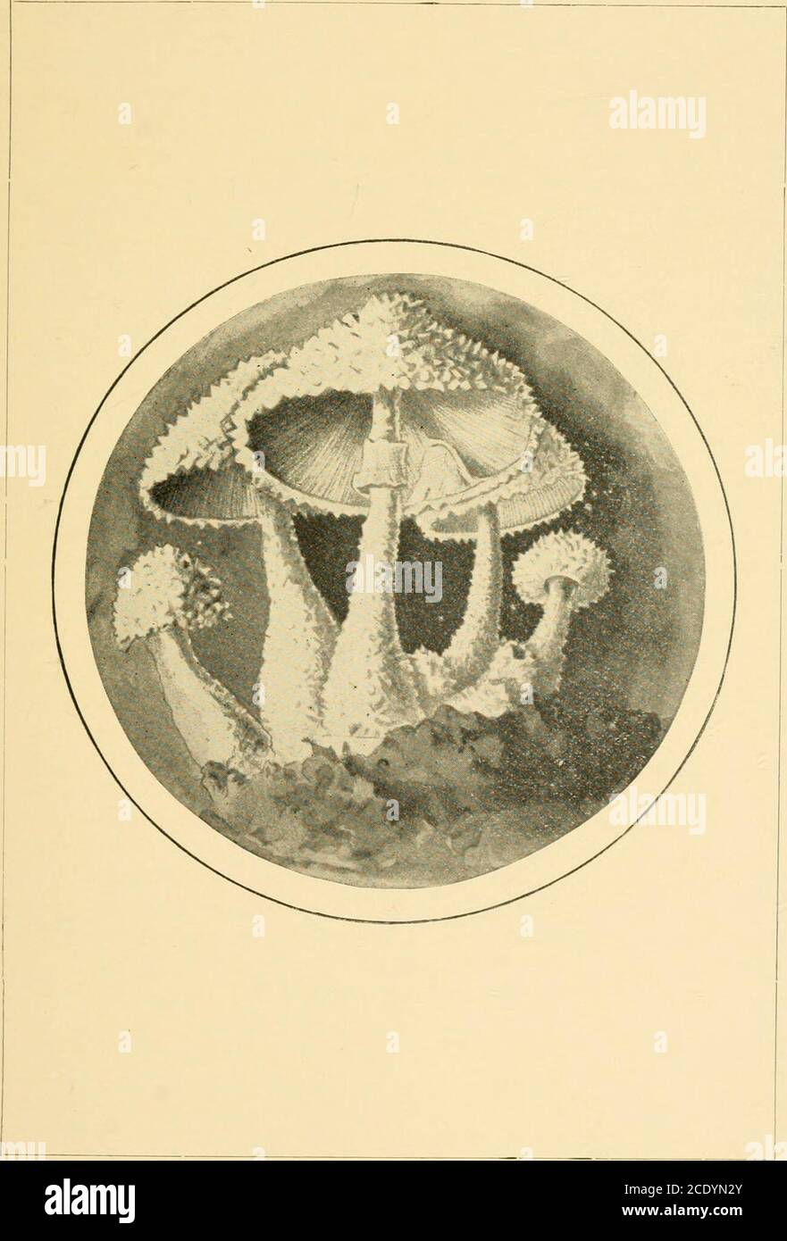 . Student's hand-book of mushrooms of America edible and poisonous . adorned with mealy evanescent scales, margin irregular; gillswhite, at length remote. Stem hollow and floccose, narrow at top,ventricose ; ring evanescent. Generally found in hothouses. Cap 1 to3 inches broad. Stem 3 to 6 inches high. Spores white. L. cristata is a common species found on lawns and in fields where the•i-rass is short. The plants are small, the cap from ^ to 1^ inches inwidth. Not very fleshy. The cuticle of the cap is at first continuous andsmooth but soon breaks into reddish scales. The stem is fistulose,sle Stock Photo