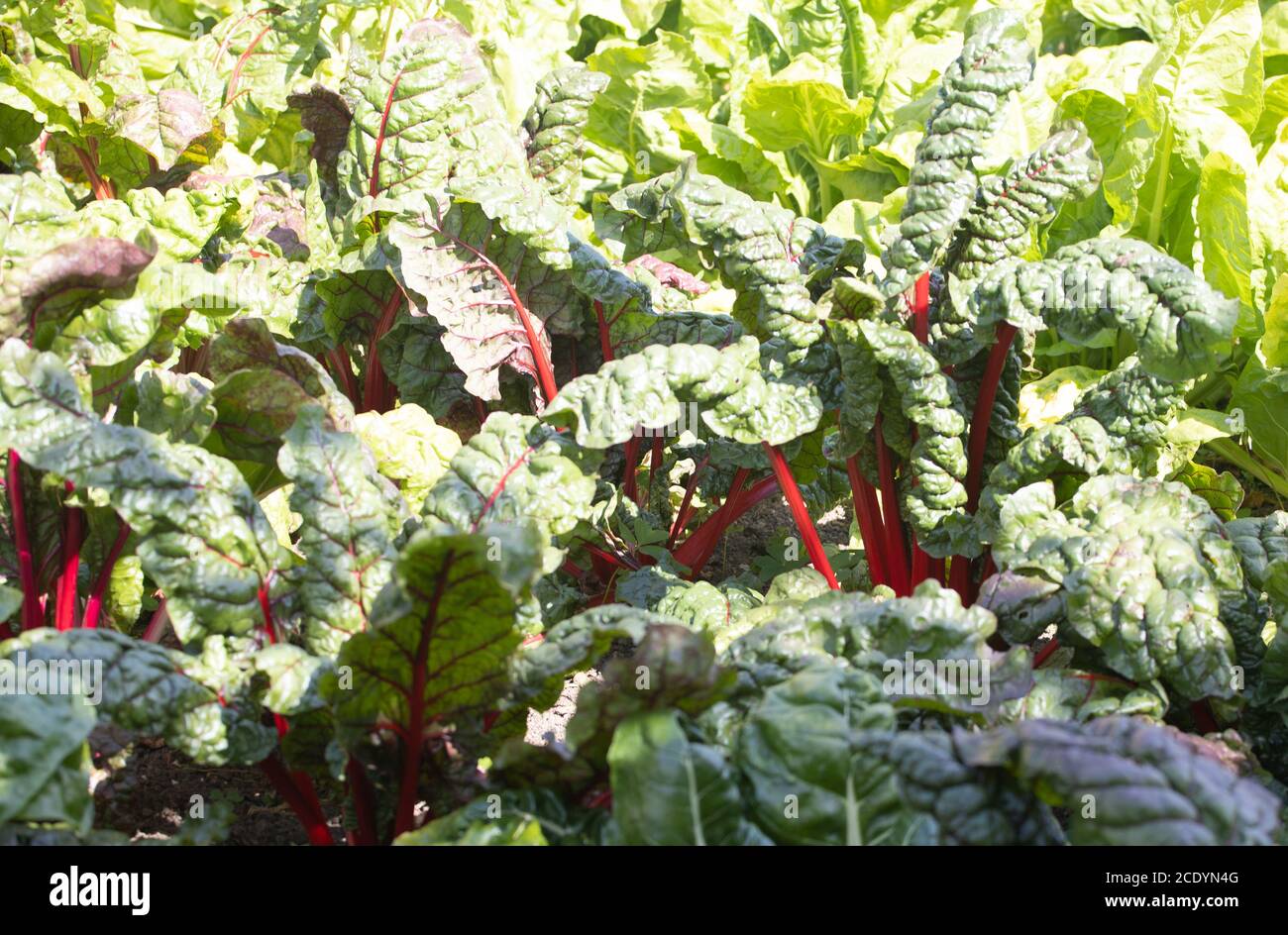 bright. red stems and green leaves of swiss red chard growing in summer. Stock Photo