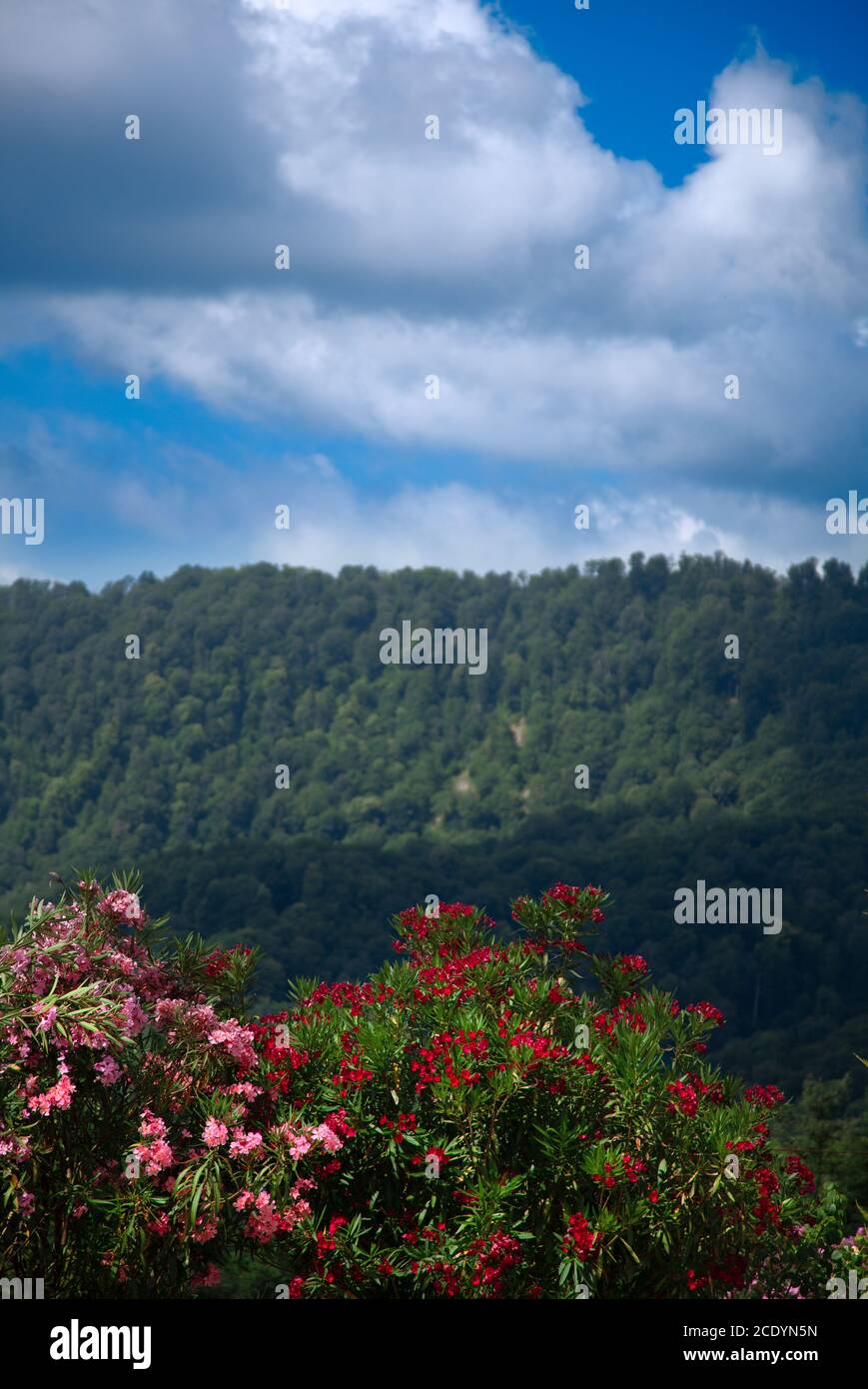 Blooming red bush rhodendron over the mountains. Nature background. Stock Photo