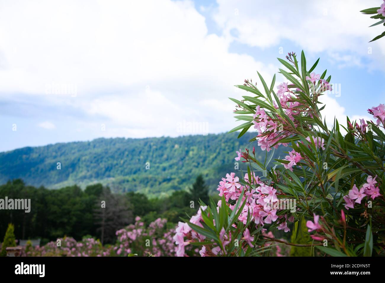 Blooming rose bush rhodendron over the mountains. Nature background. Stock Photo