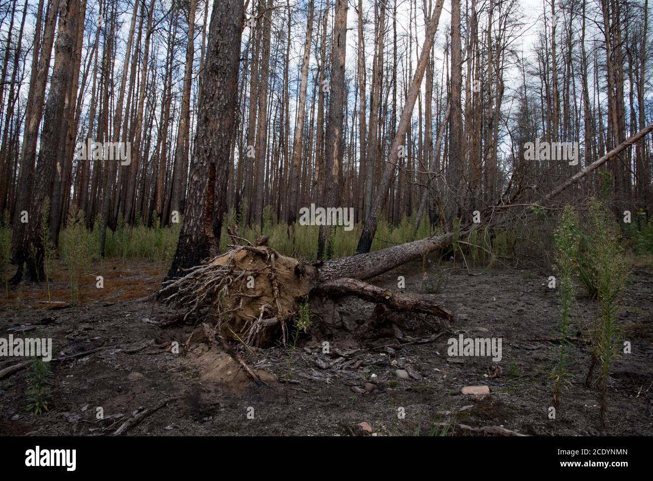Two years after a huge forest fire in Treuenbrietzen forest in August 2018 between the burned and dead Scots Pines new trees are growing. Stock Photo
