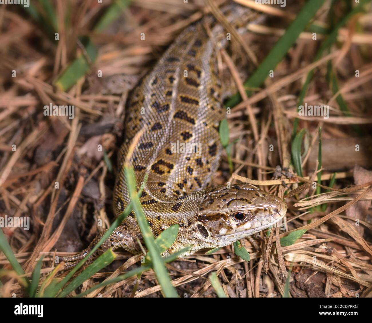 A small lizard in the grass Stock Photo