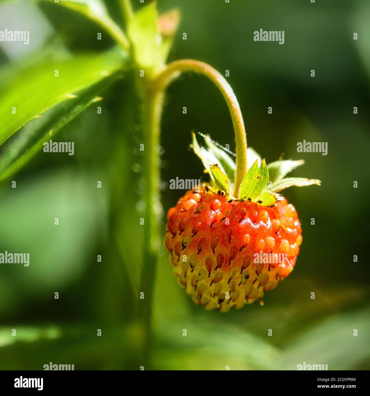 Berries of wild strawberry Stock Photo - Alamy