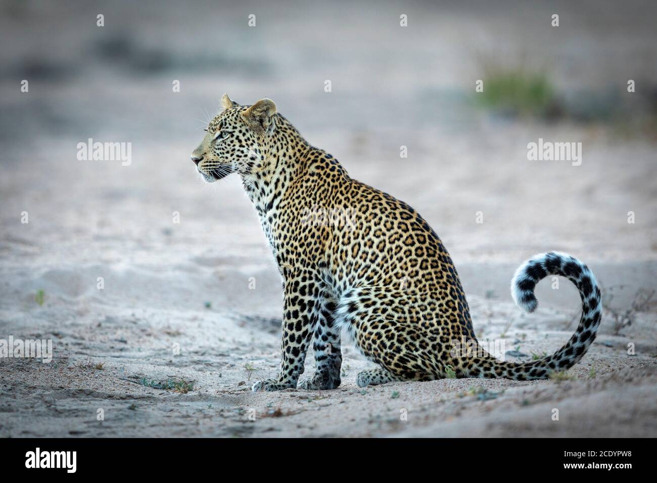 A side view of an adult leopard sitting alert in sand looking in Kruger Park South Africa Stock Photo