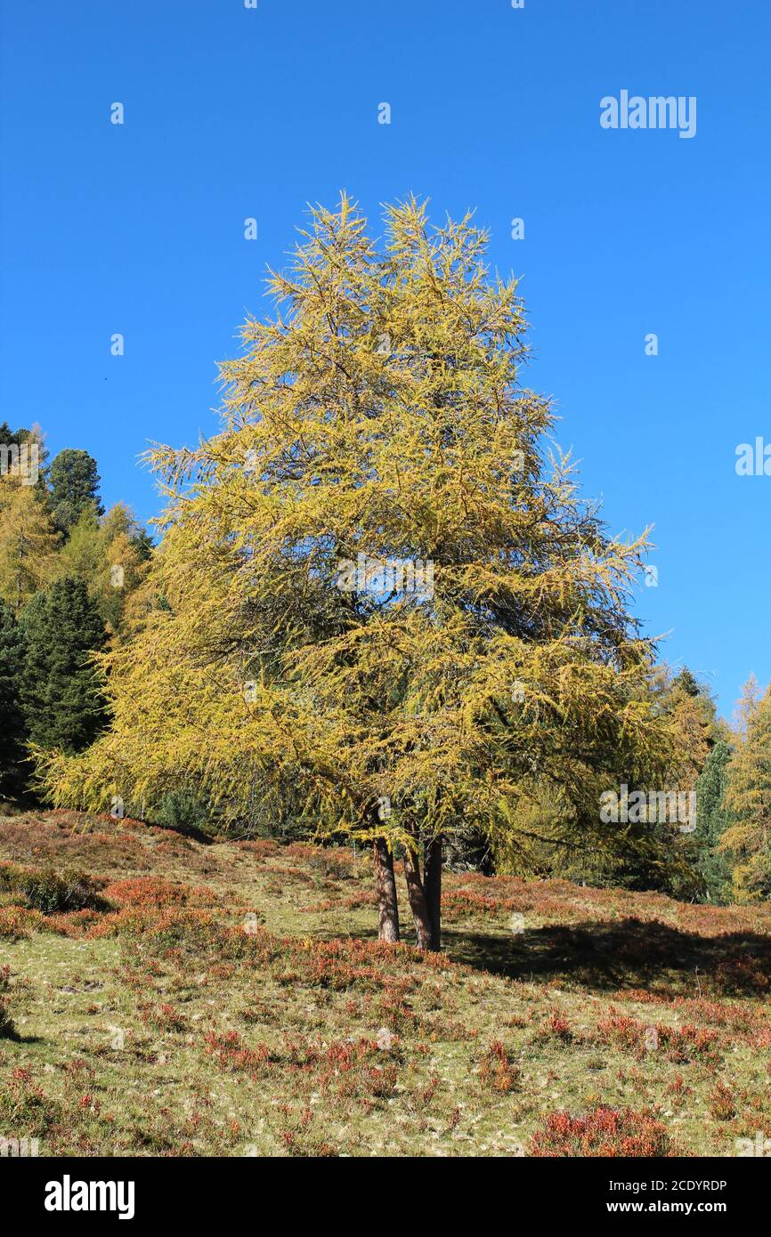 Autumn tree in Neustift, Stubai Valley, Tyrol, Austria Stock Photo