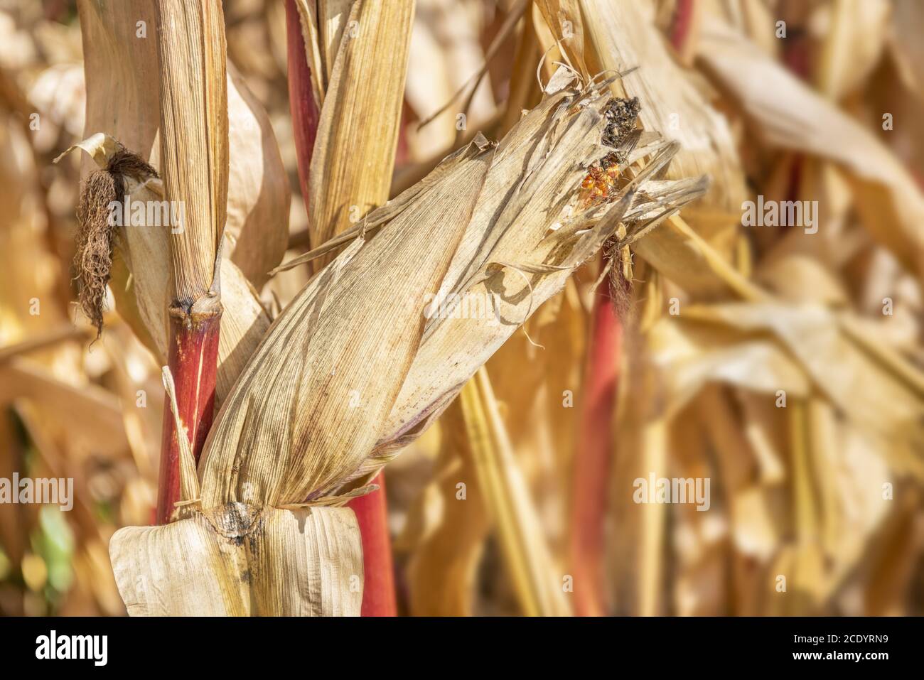 heat and dryness Stock Photo