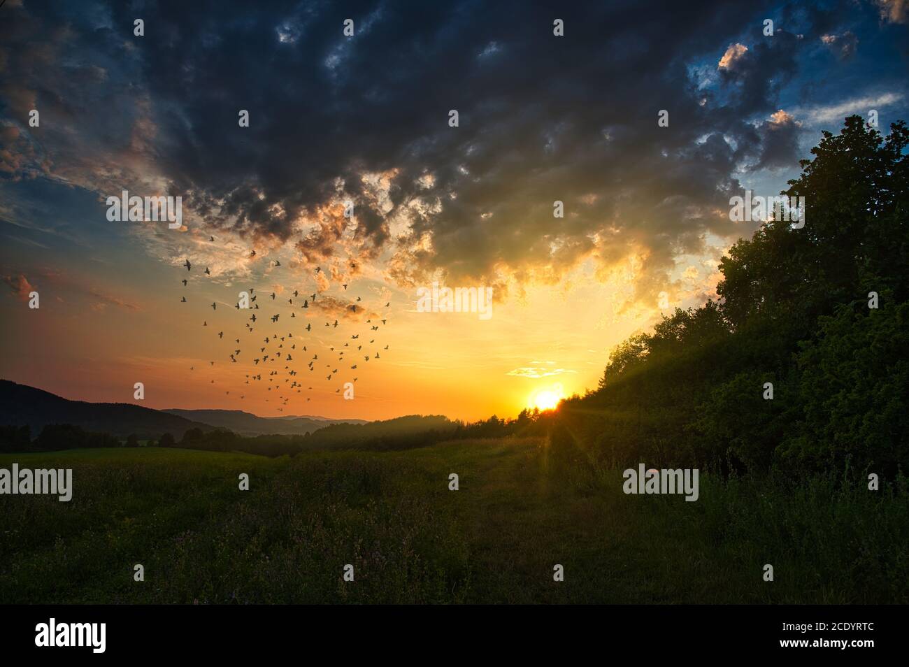 Sunset over a large meadow. The sun sets behind the trees in the forest. A flock of birds flies in the sky, colorful clouds from the setting sun, the Stock Photo