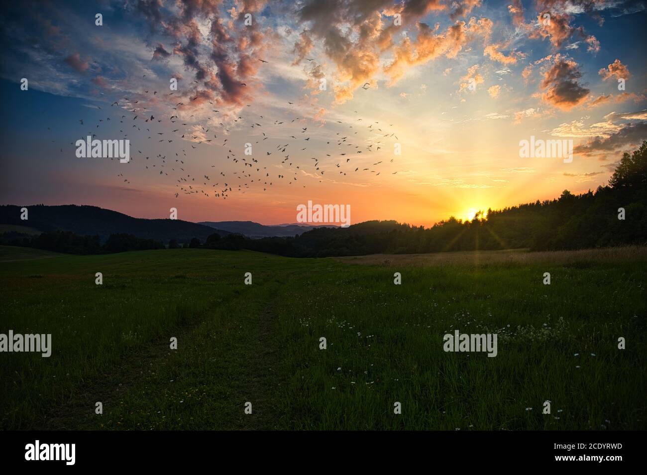 Sunset over a large meadow. The sun sets behind the trees in the forest. A flock of birds flies in the sky, colorful clouds from the setting sun, the Stock Photo