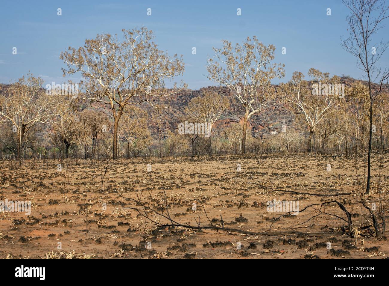 Savanna after Bushfire at the Outback – Western Australia Stock Photo