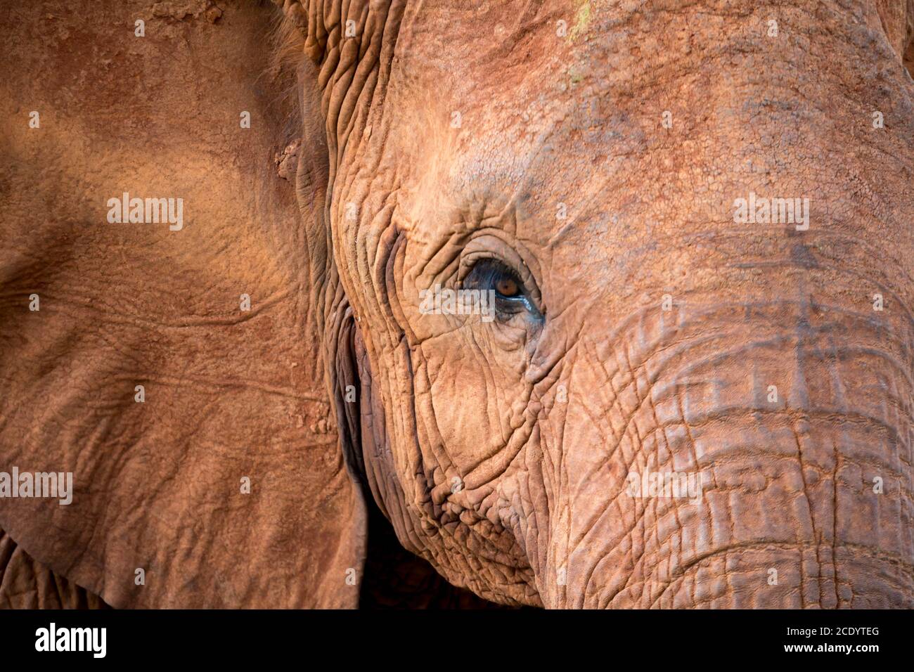 The face of a big red elephant Stock Photo