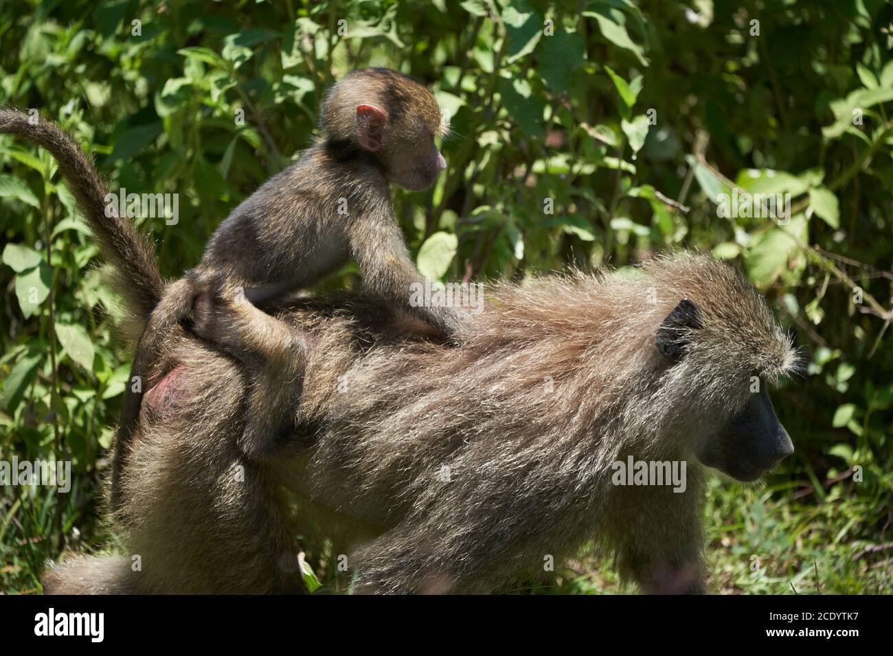 Olive baboon baby Papio anubis Anubis baboon Cercopithecidae Old world monkey Stock Photo