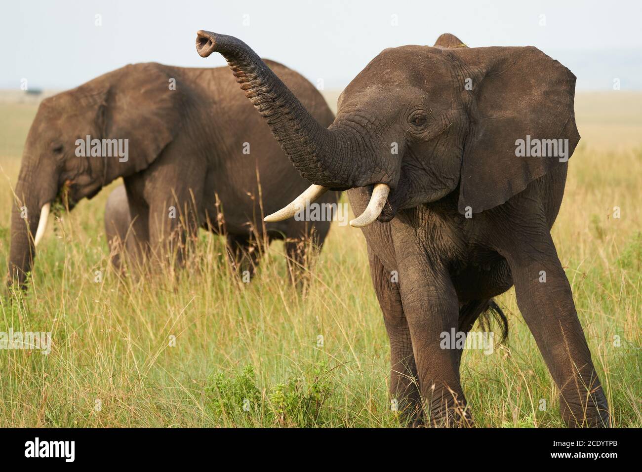 Elephant Big Huge Tusker Amboseli - Big Five Safari -Baby African bush elephant Loxodonta africana Stock Photo