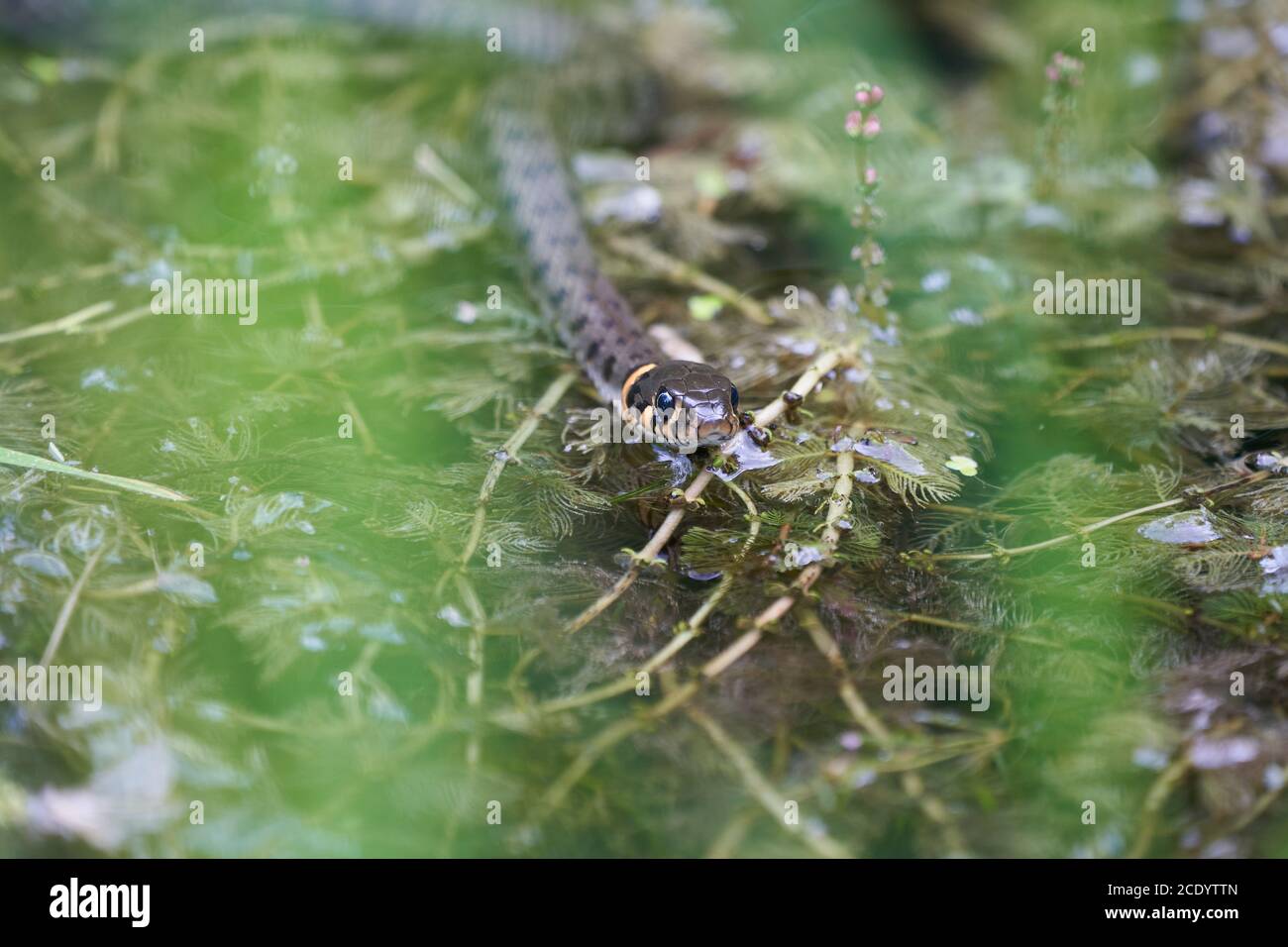 Gras Snake in Lake Natrix Natrix Portrait Stock Photo