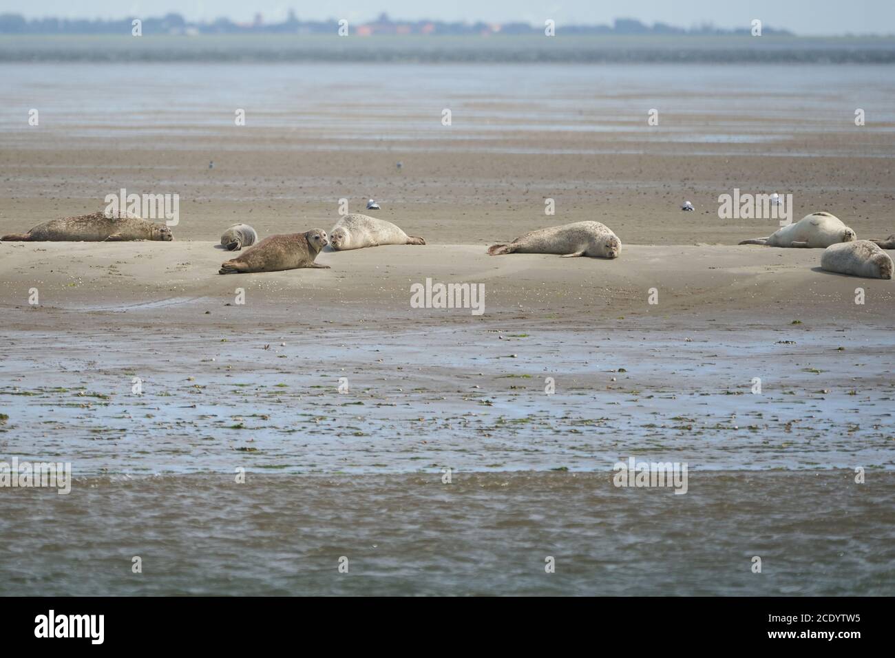 harbor or harbour seal Phoca vitulina also common seal and true seal grey seal sand group Stock Photo