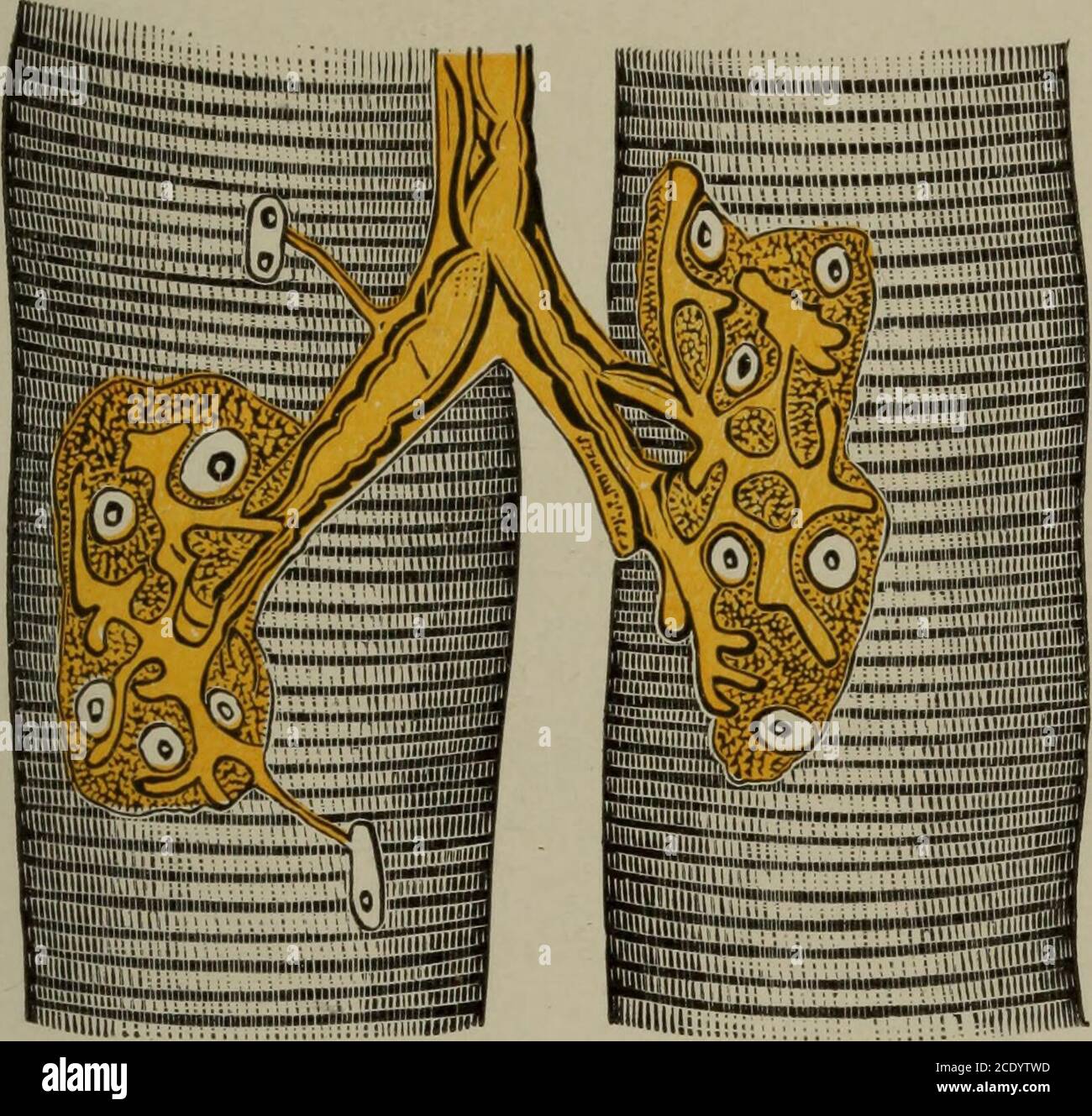Contractile roots hi-res stock photography and images - Alamy