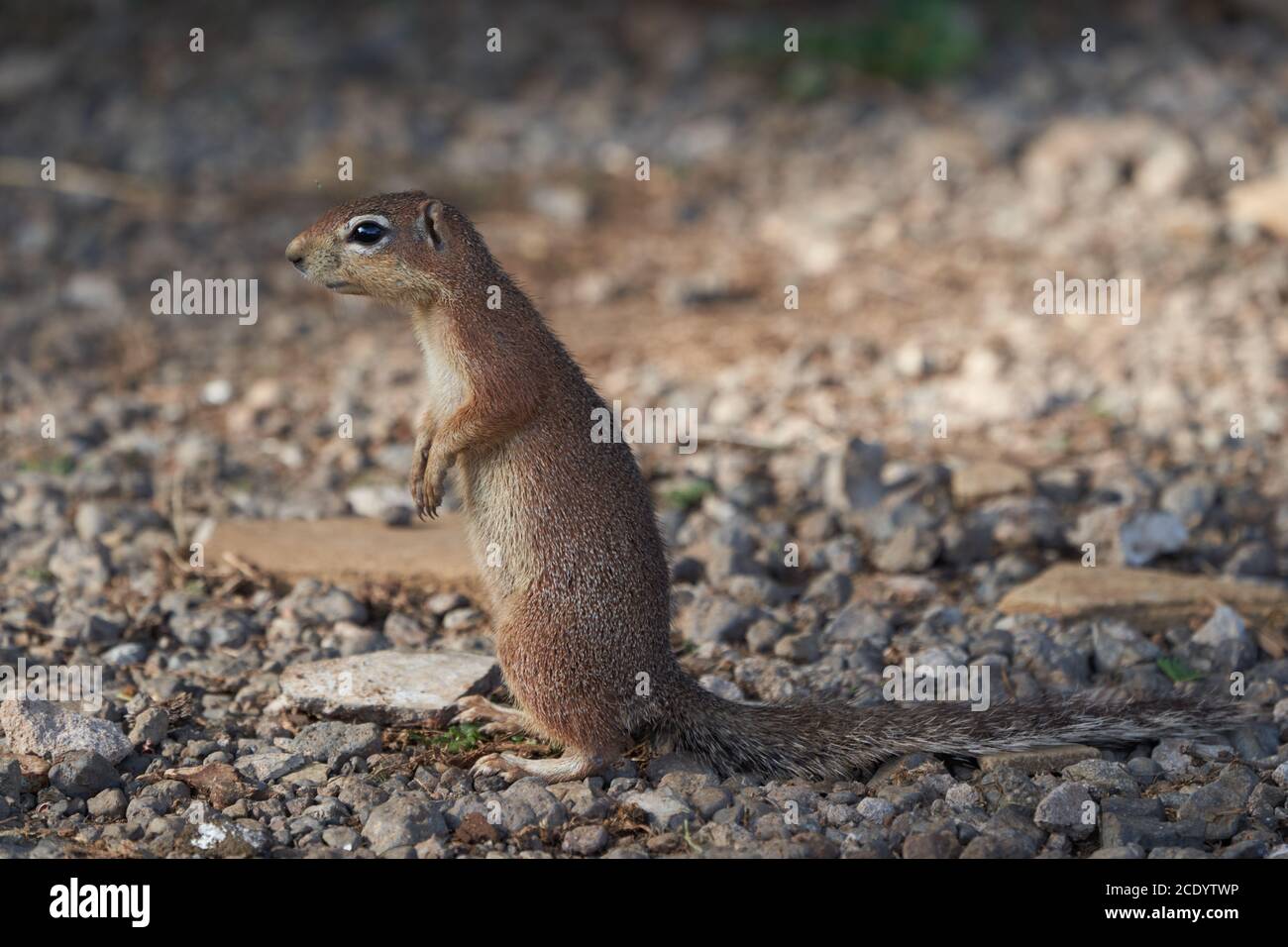 Unstriped ground squirrel Xerus rutilus Amboseli National Park - Africa Eating Standing Stock Photo