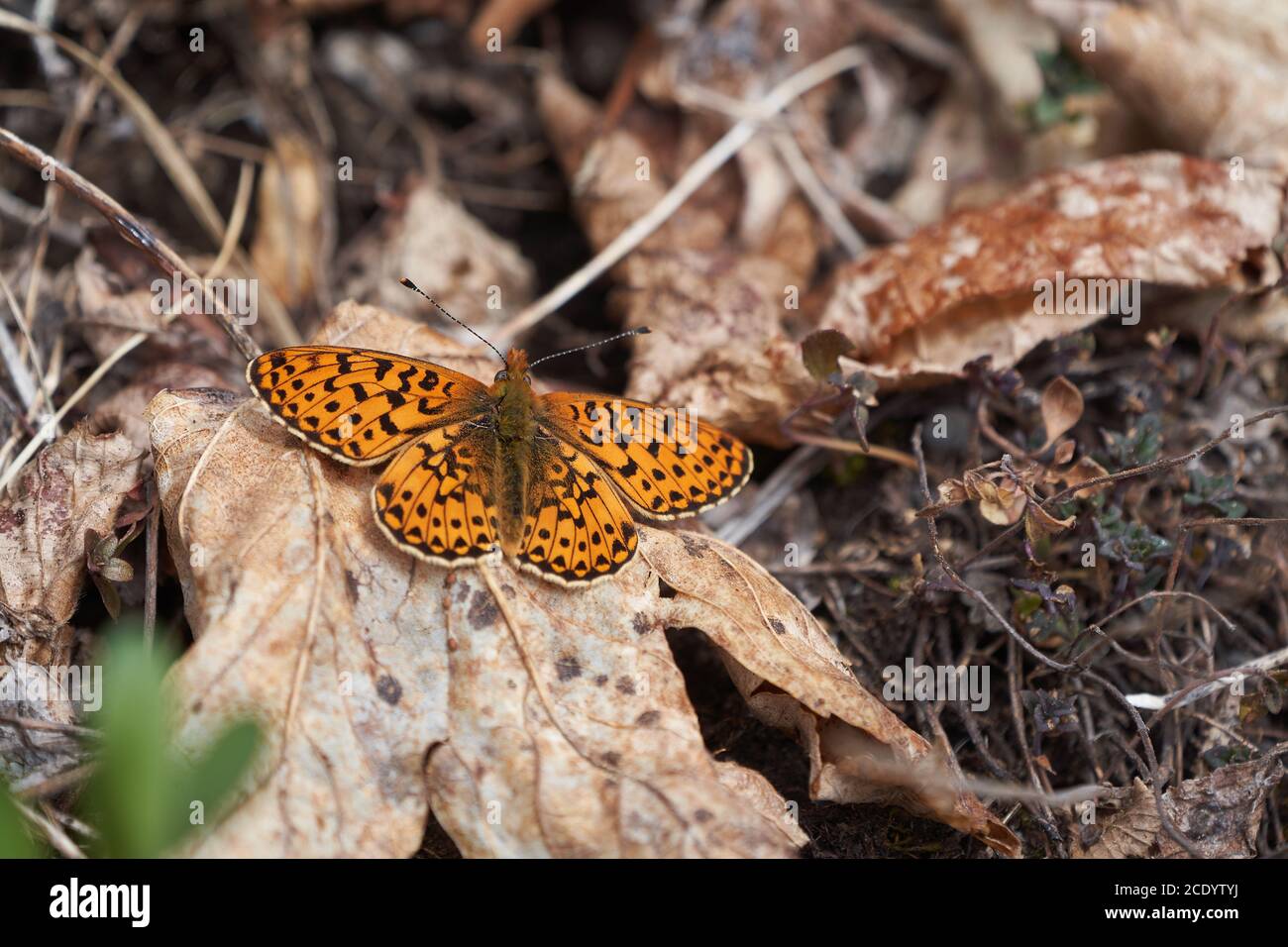 Brenthis daphne marbled fritillary butterfly orange switzerland alps mountain Nymphalidae Stock Photo