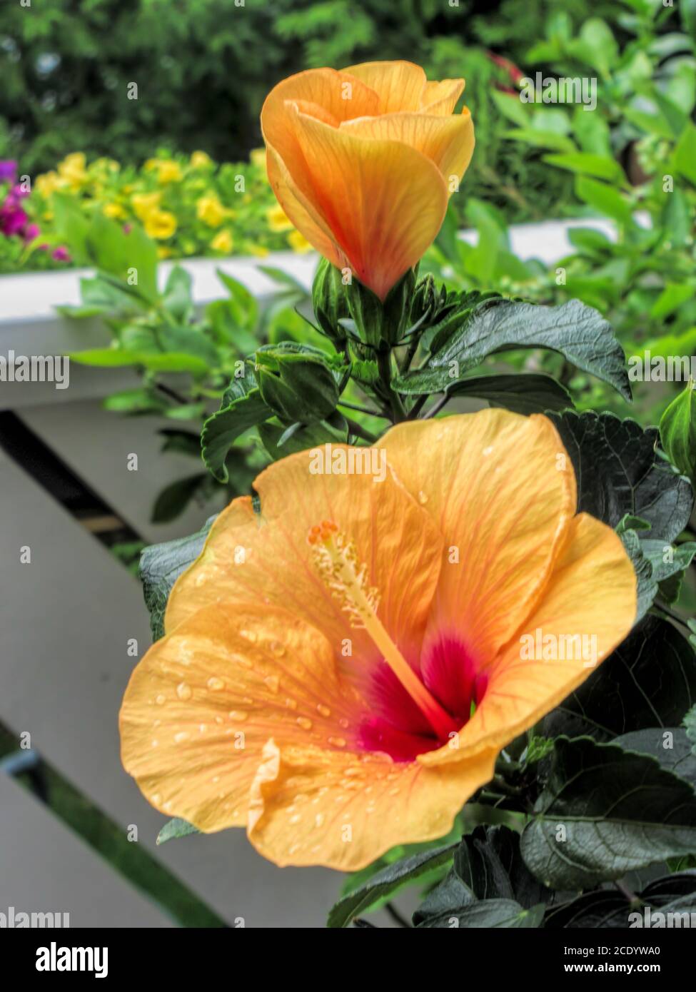 Yellow hibiscus flower with drops of water on a balcony Stock Photo