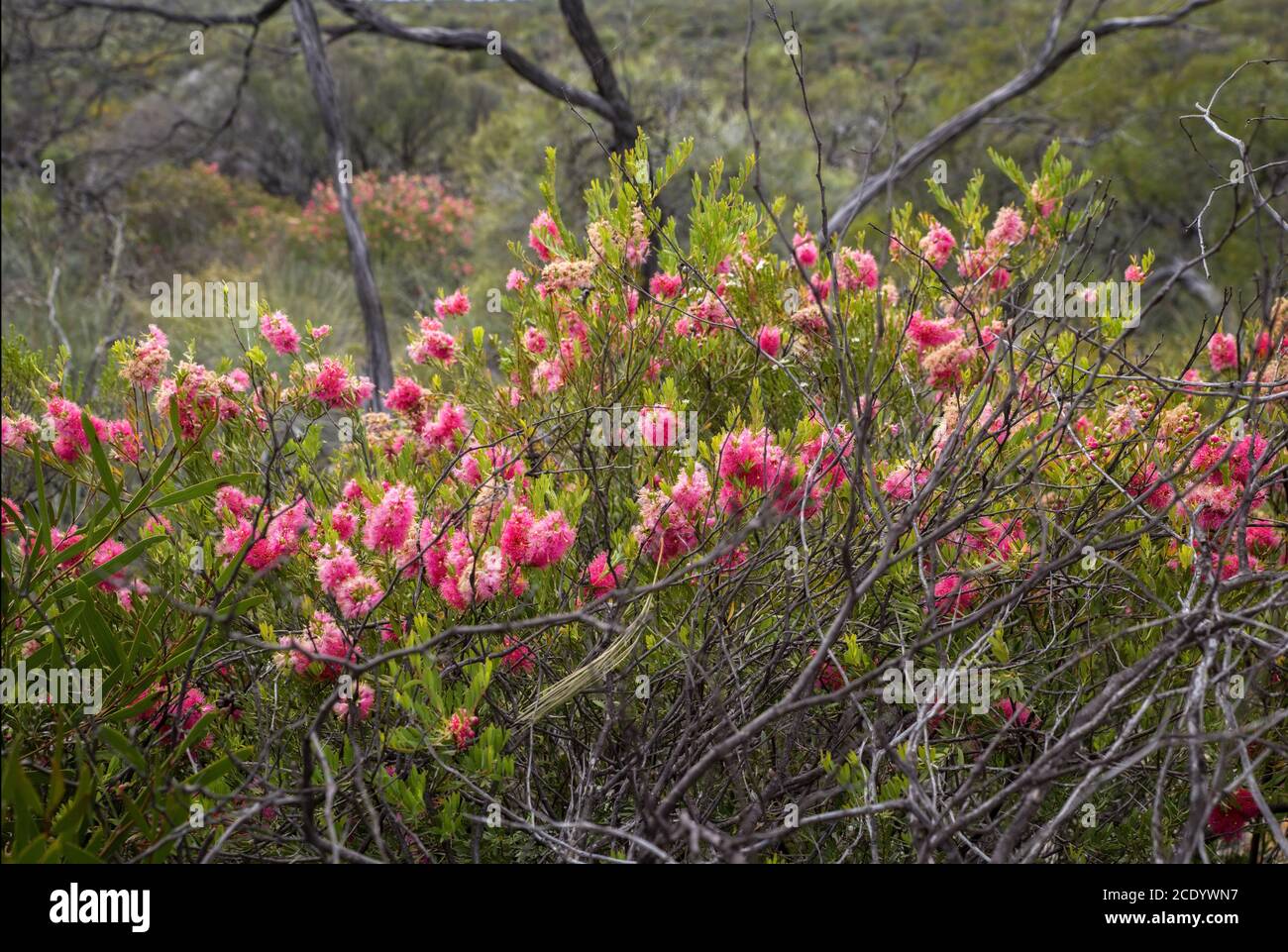 Wiry honey myrtle bush  Endemic wild flower in Western Australia at Kalbarri region Stock Photo
