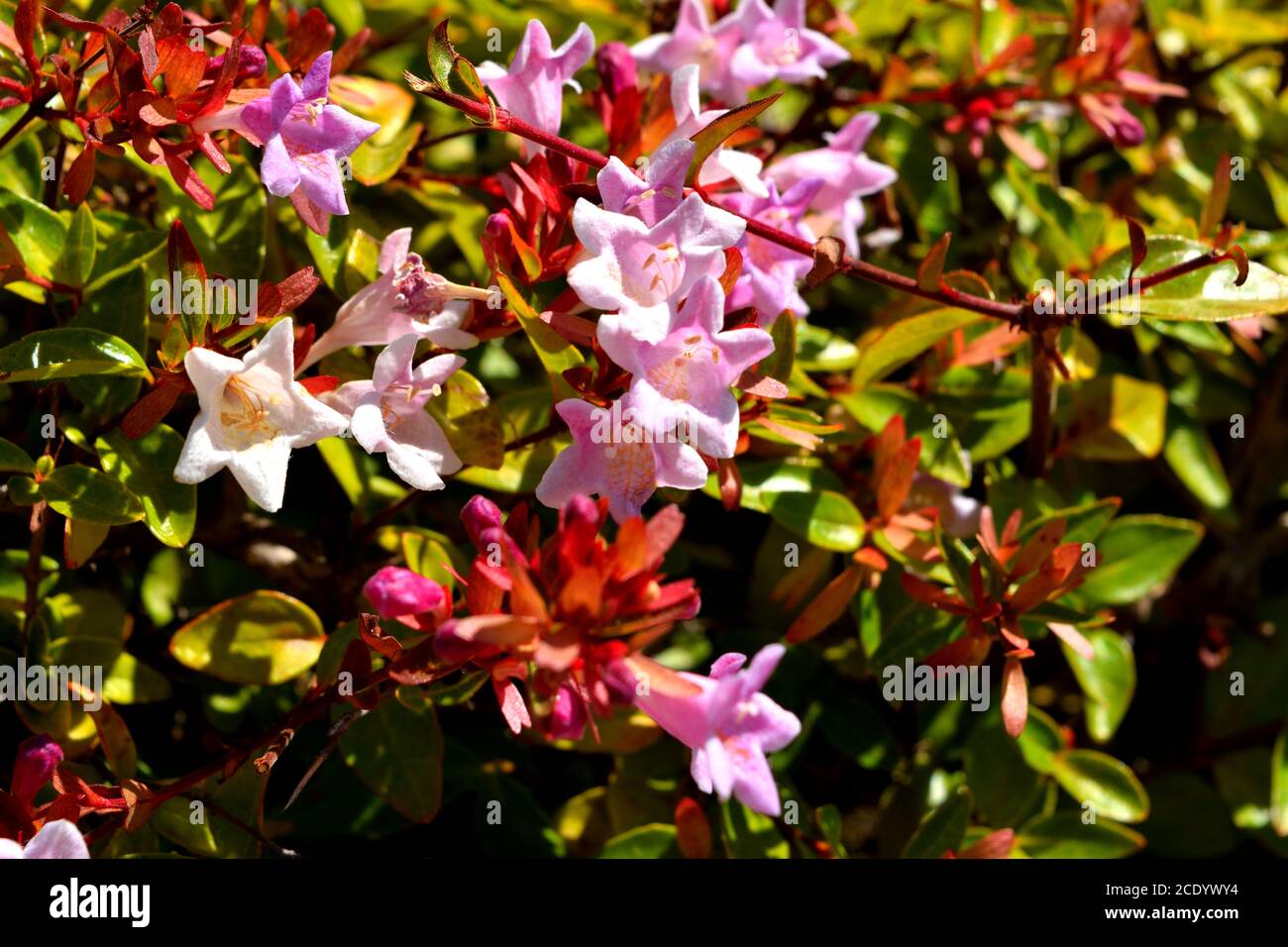 A closeup of a beautiful glossy abelia pink flowers Stock Photo