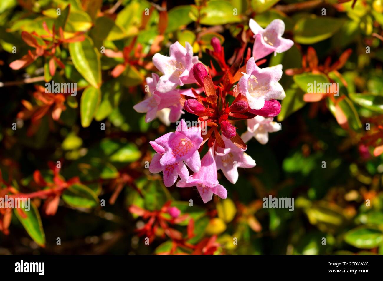 A closeup of a beautiful glossy abelia pink flowers Stock Photo