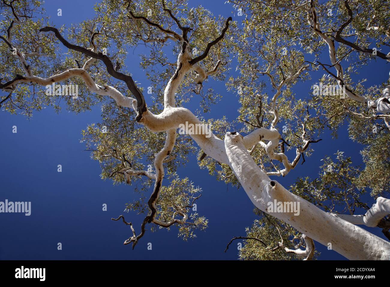 Ghost Gum in Australia Stock Photo Alamy