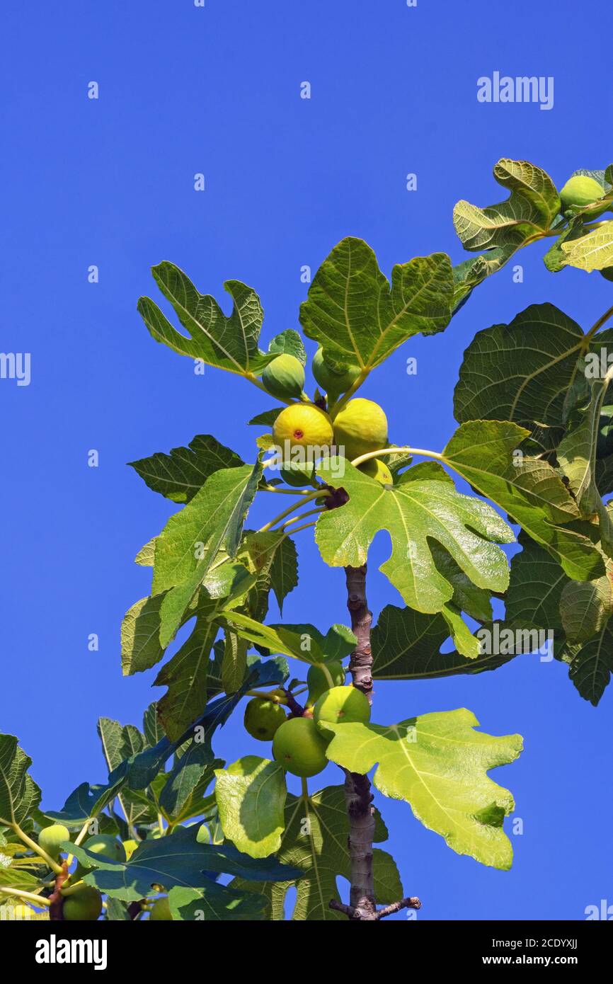 Branch of fig tree (Ficus carica) with leaves and fruits against blue ...
