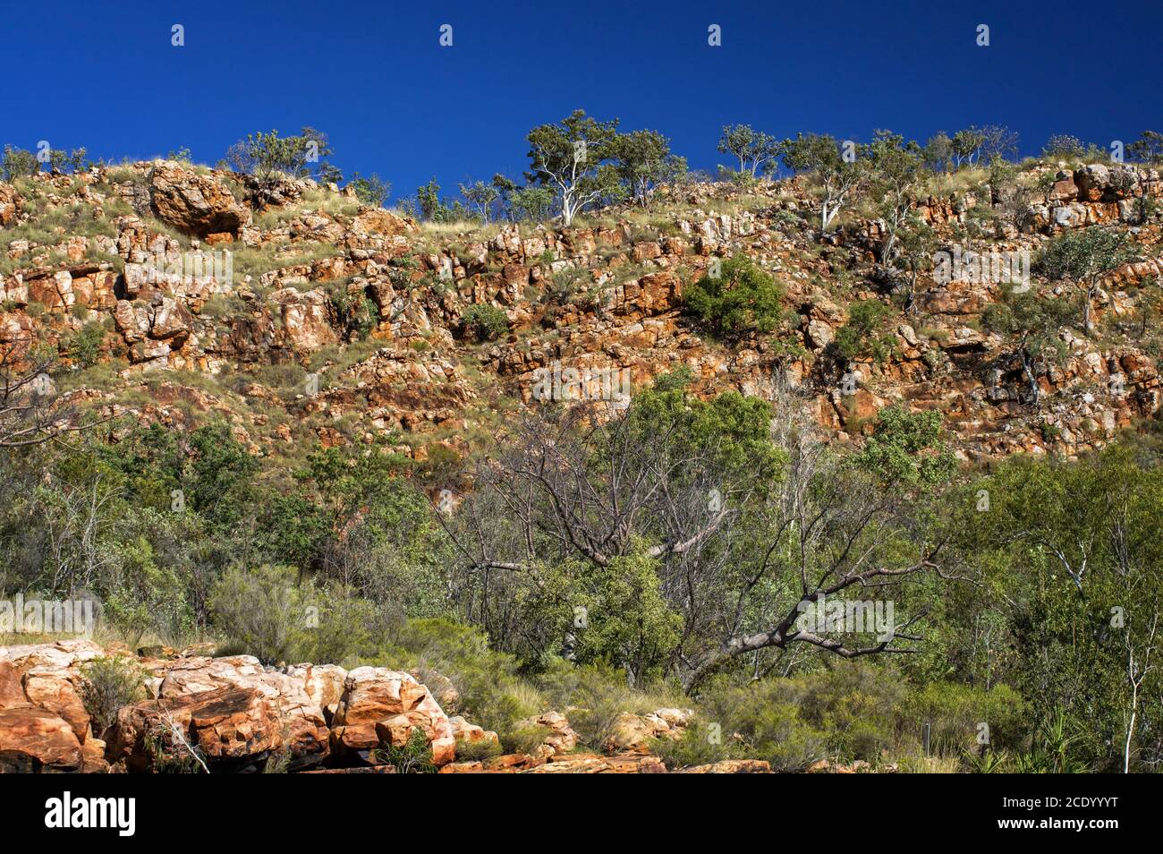 Nature photographer on a hiking trip at the Australian outback at rocky environment between Eucalyptus tree Stock Photo