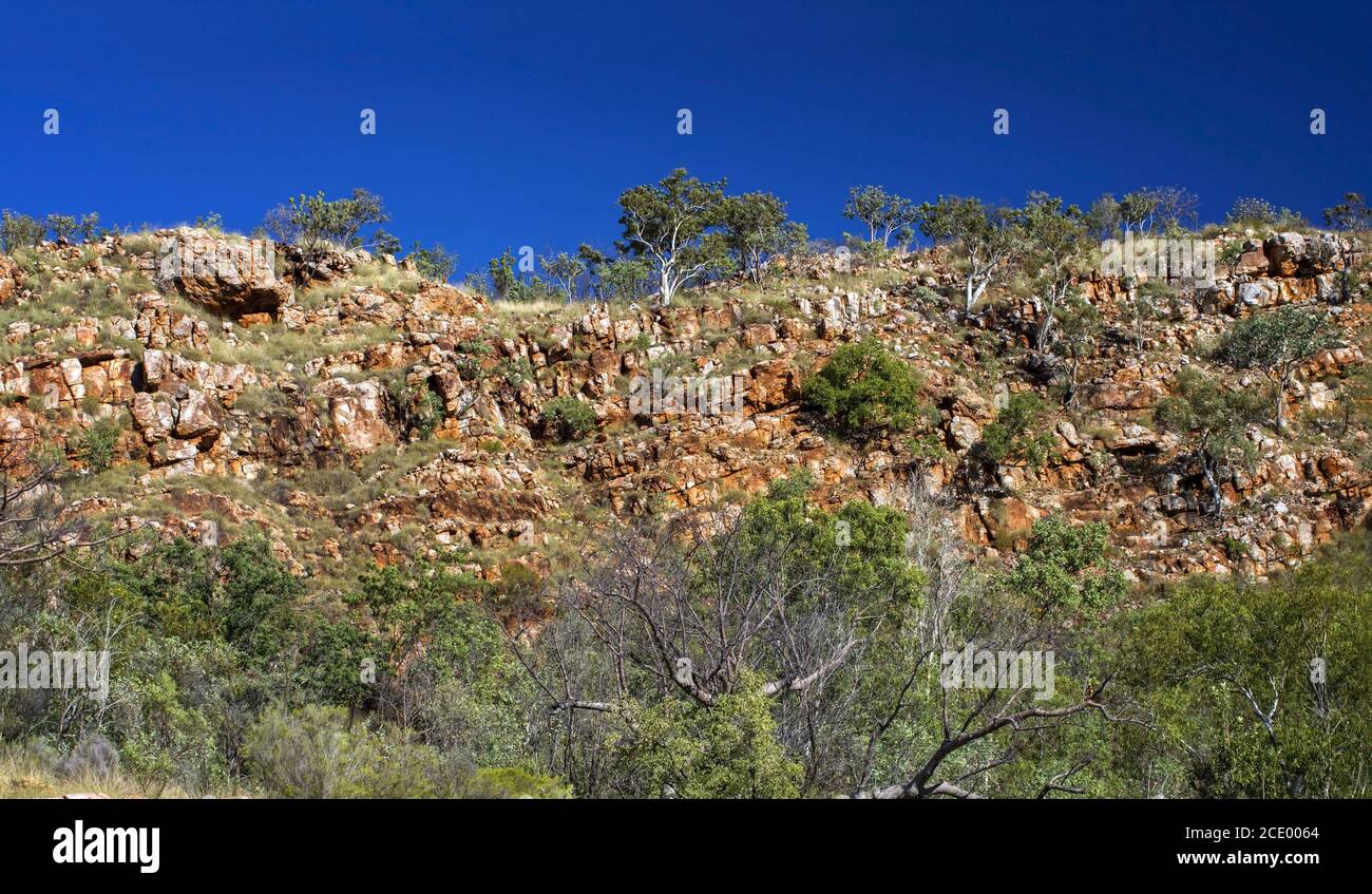 Nature photographer on a hiking trip at the Australian outback at rocky environment between Eucalyptus tree Stock Photo