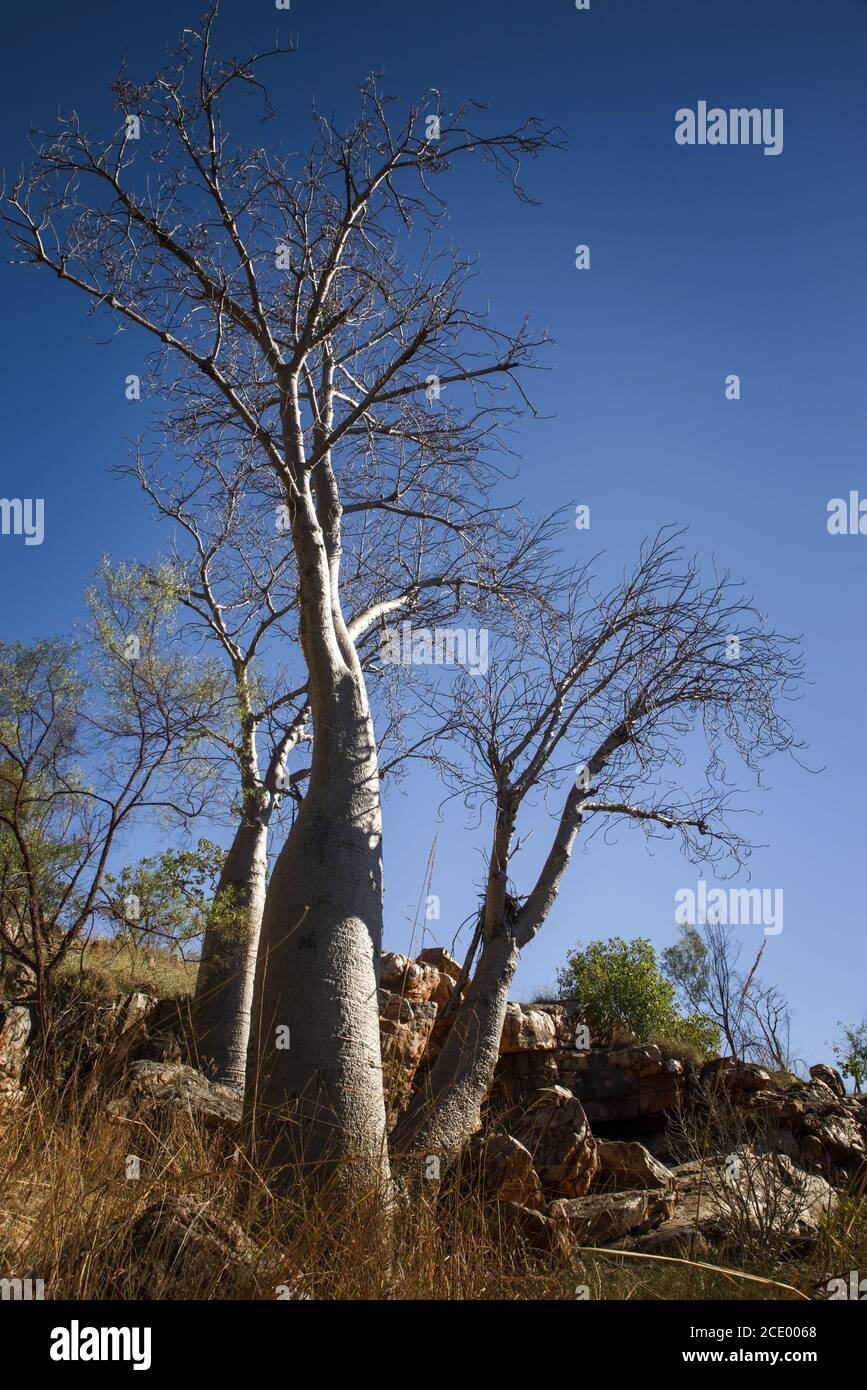 Boab tree at s hill at the dry season with blue sky - Kimberleys - Western Australia Stock Photo