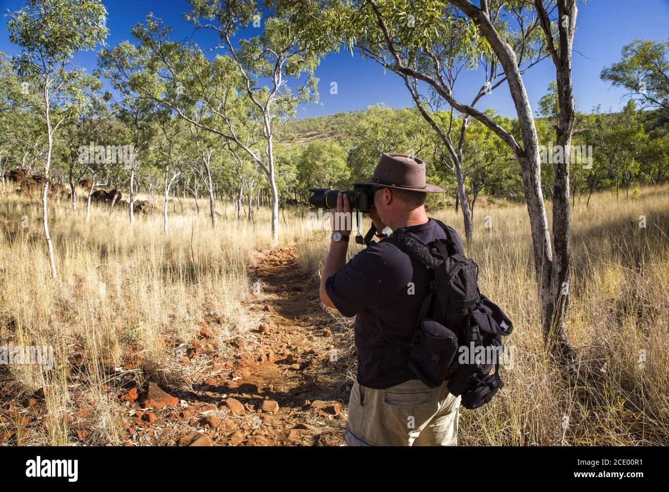 Nature photographer on a hiking trip at the Australian outback between Eucalyptus tree Stock Photo