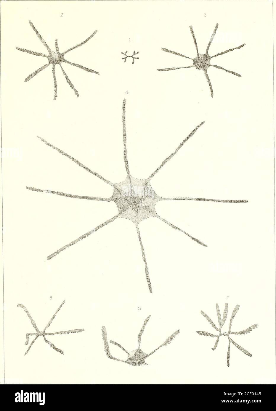 Annual report . RR.et G SB del W.S.BaikeniirUith. GRAPTOLITES OF