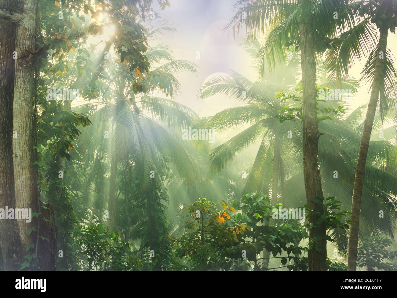Hawaii tropical jungles hi-res stock photography and images - Alamy