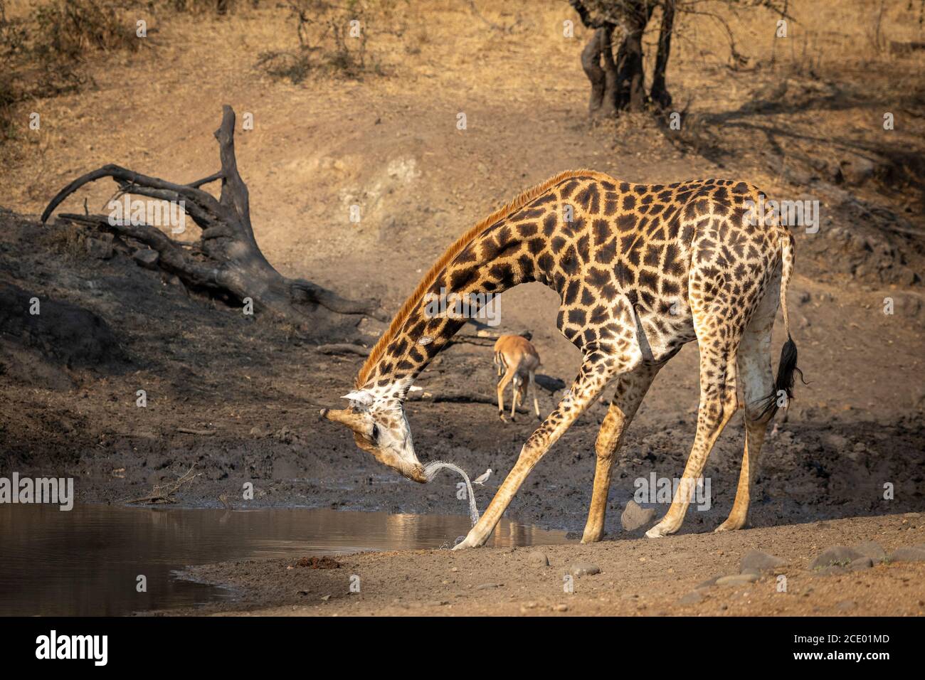 Thirsty giraffe male drinking water standing at the edge of a waterhole in the Kruger National Park in South Africa Stock Photo