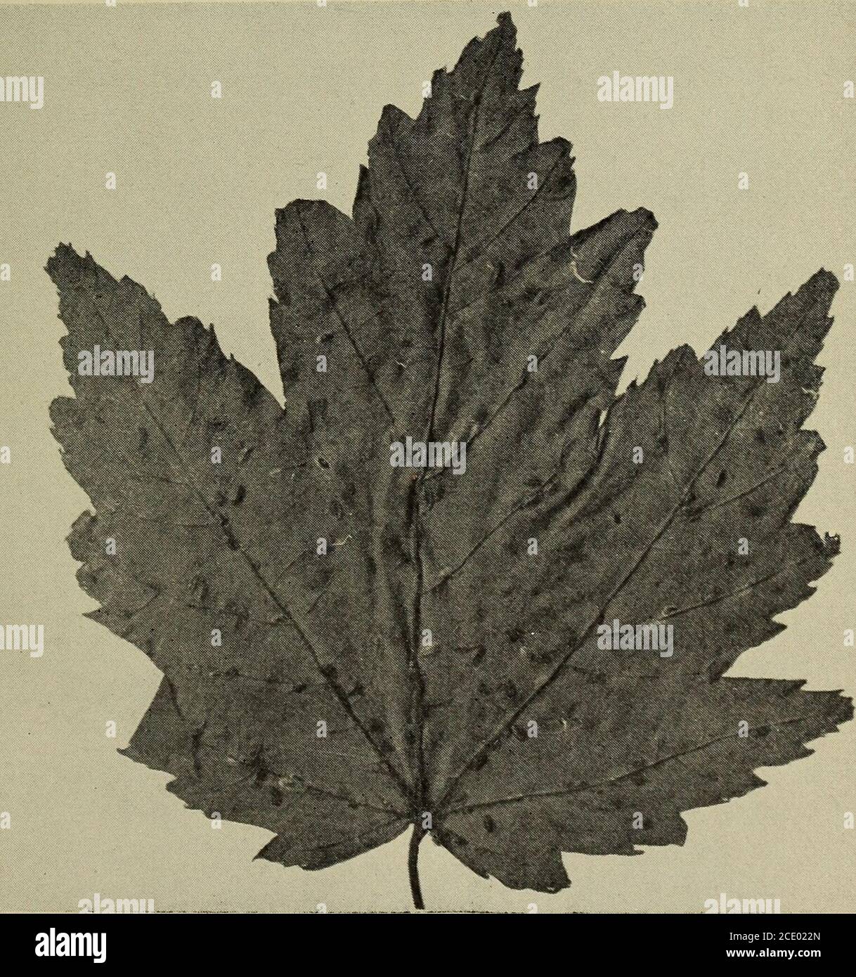 . Annual report of the Regents . Fig. 17 Work of the elm-leaf miner (original).. Fig. 20 Young of pulvinaria innumerabilis on maple leaf (original). IN DEX The superior figure points to the exact place on the page in ninths; e. g.173^ means one ninth of the way down page 173. Abbot, John, cited, 173^; referred to, 193*. abbotii, Thyreus, 257*^. abietis, Chermes, 26o^ Academy of natural sciences ofPhiladelphia, Journal cited, i6o Acetate of lead, 225^, 225^ Acknowledgments, I56*-57^ Adalia bipunctata, 243/, 247, 255 Adams, M. F., insects from, 255,255, 256-; 256, 256^ 256, 256,256, 257, 26ol Stock Photo
