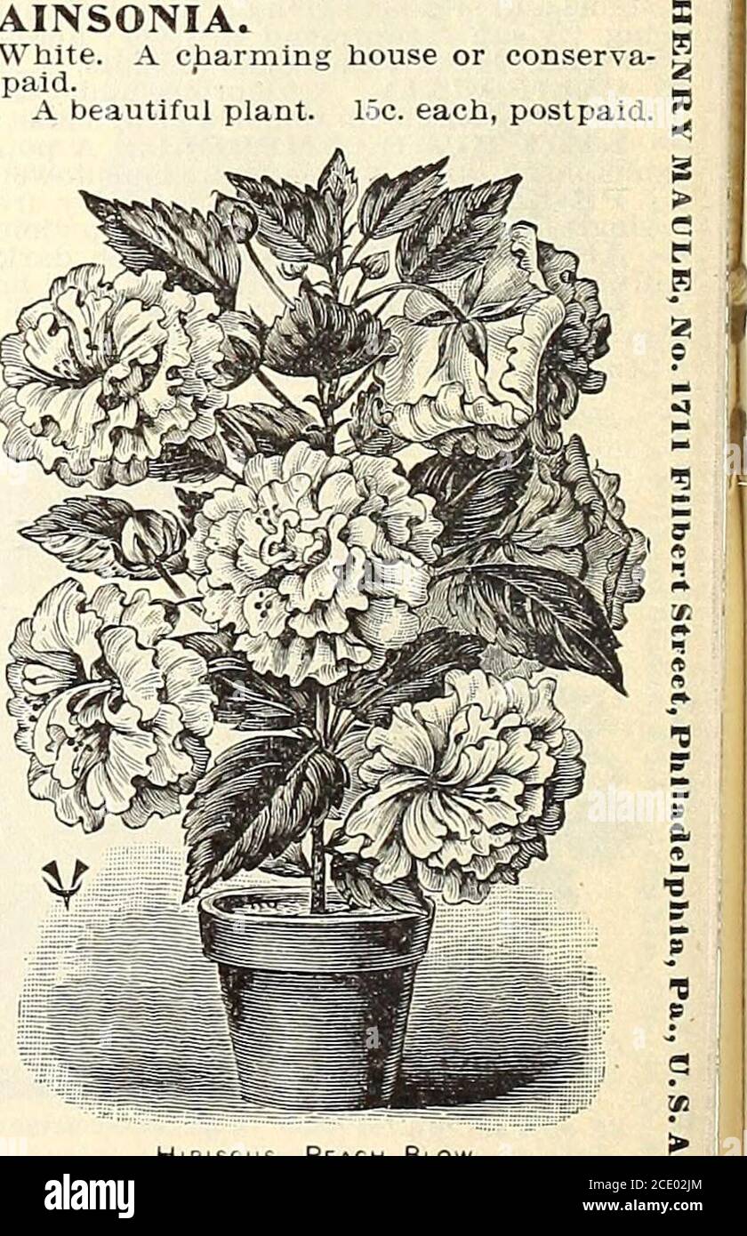 . The Maule seed book for 1905 . fail to include this with your order. 15 cents. SWAINSONIA. GRANDIPLORA ALBA. White. A charmintory plant. 15 cents each, postpaid.CARMINEA. Carmine red. A beautiful plant. ENGLISH IVY. Absolutely hardy. Prefersthe northern side of a build-ing or else a shaded situation.15 cents each. PARLOR IVY. Also called German -ivy.Very useful for hanging has- ,kets, also fOr indoor culture. An old favorite. Tender.10 cents each, postpaid. HIBISCUS. PEACH BLOW. A rapiderect grower, immense dou-ble flowers of a bright richpink, with crimson centre,very fragrant. Leaves of a Stock Photo