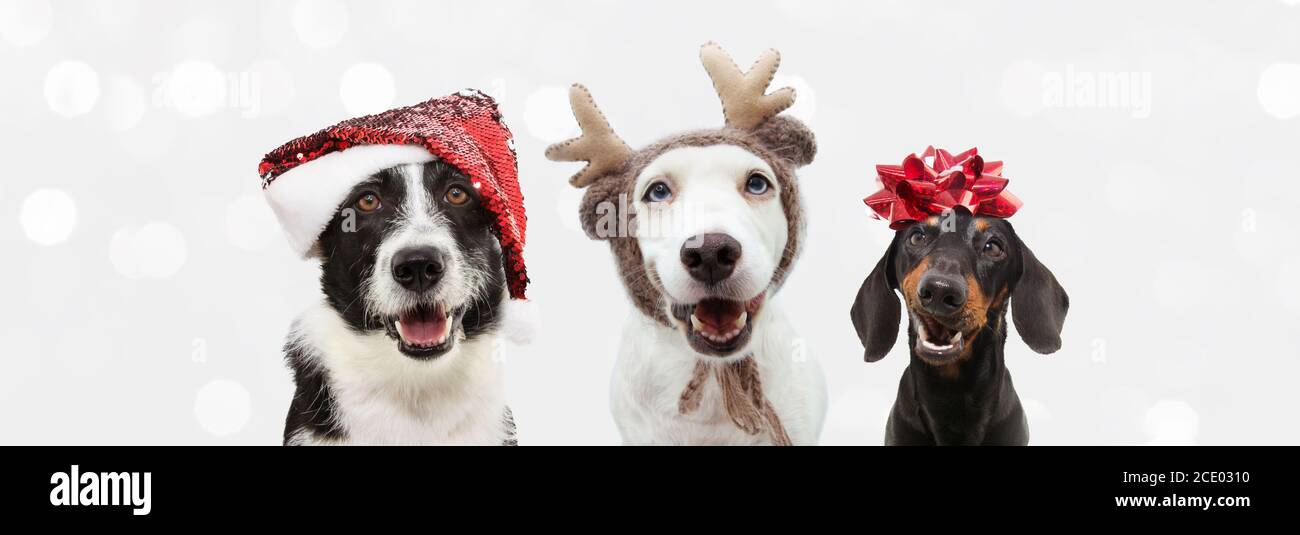 Group of three dogs celebrating christmas with a santa claus and ...