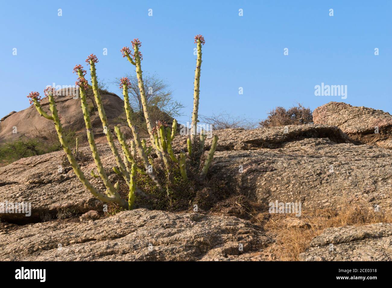 Landscape near Bera sanctuary, Rajasthan, India Stock Photo - Alamy