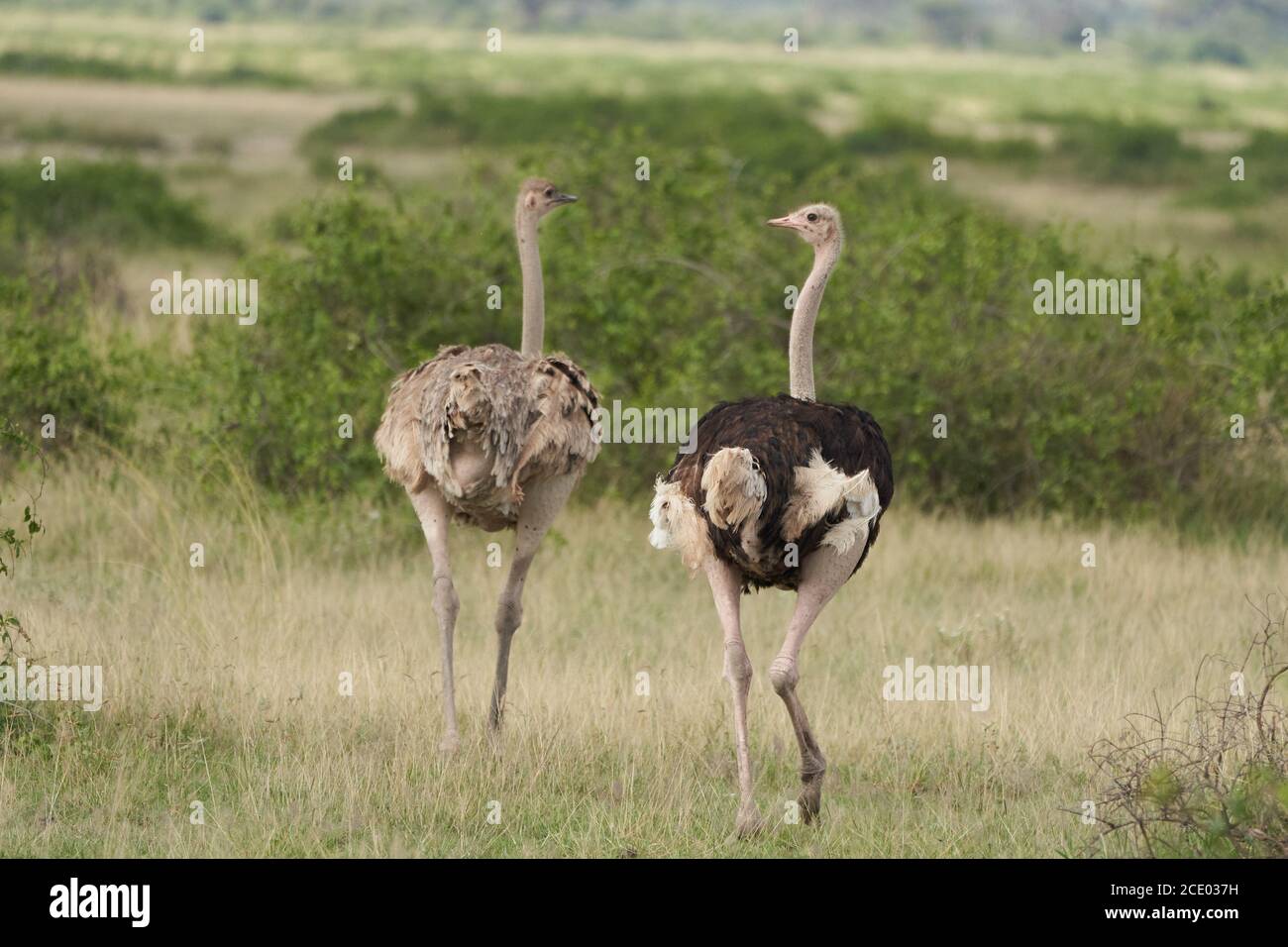 Common ostrich Struthio camelus Africa Kenya Savanna Couple Stock Photo