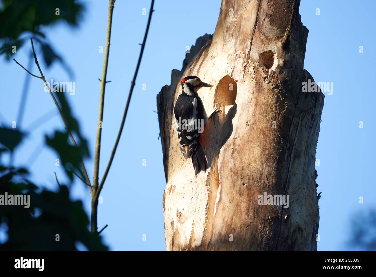 Great spotted woodpecker Dendrocopos major Switzerland infront of his home tree whole Stock Photo