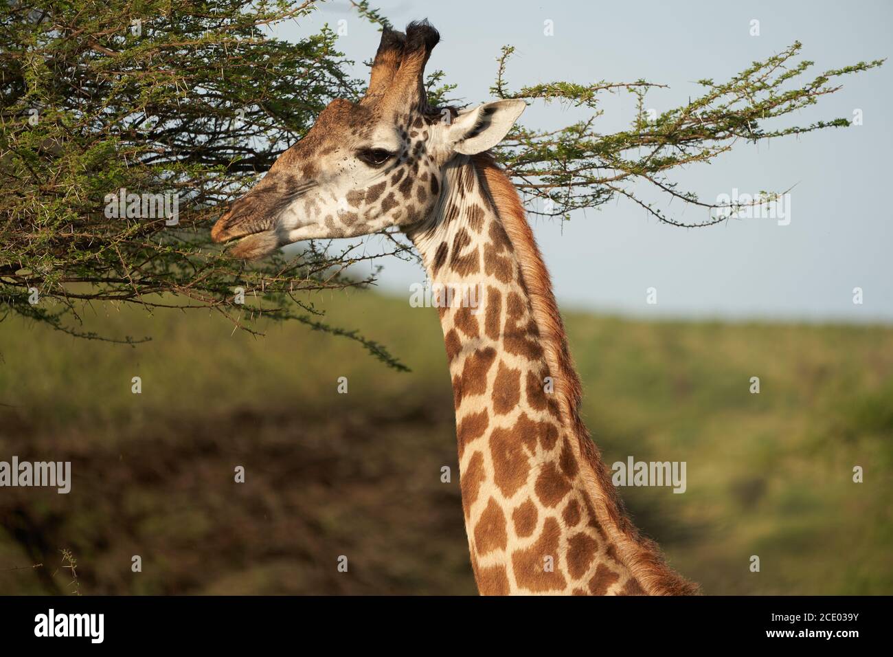 Giraffe Africa Giraffa Safari Big Five Africa Stock Photo