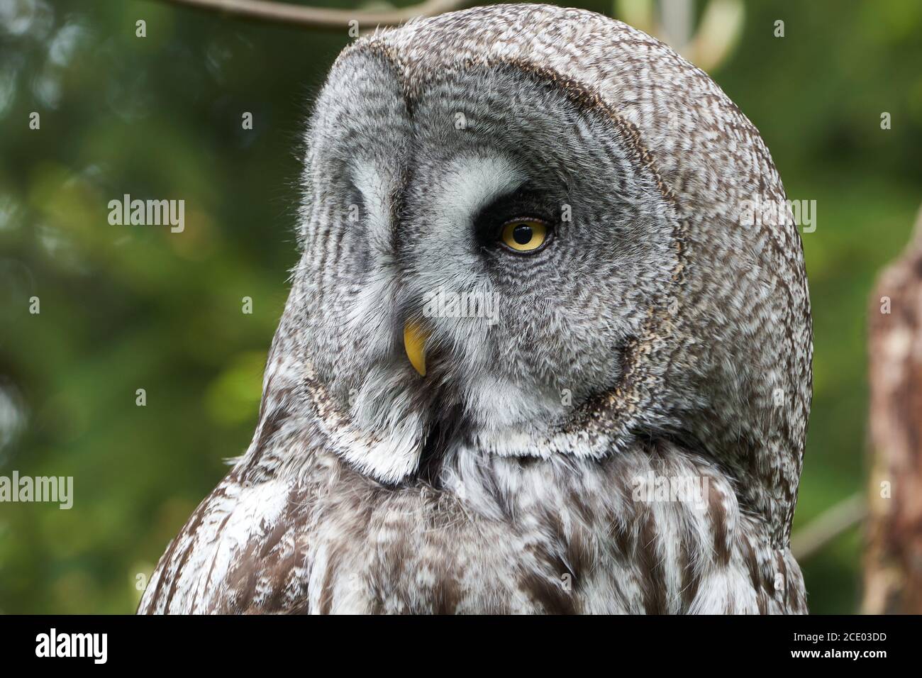 Great grey owl gray owl Strix nebulosa Portrait Clear Stock Photo