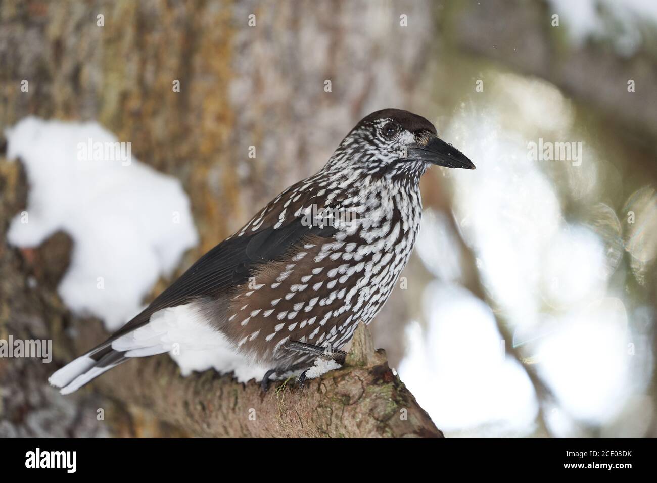 Nutcracker bird hires stock photography and images Alamy