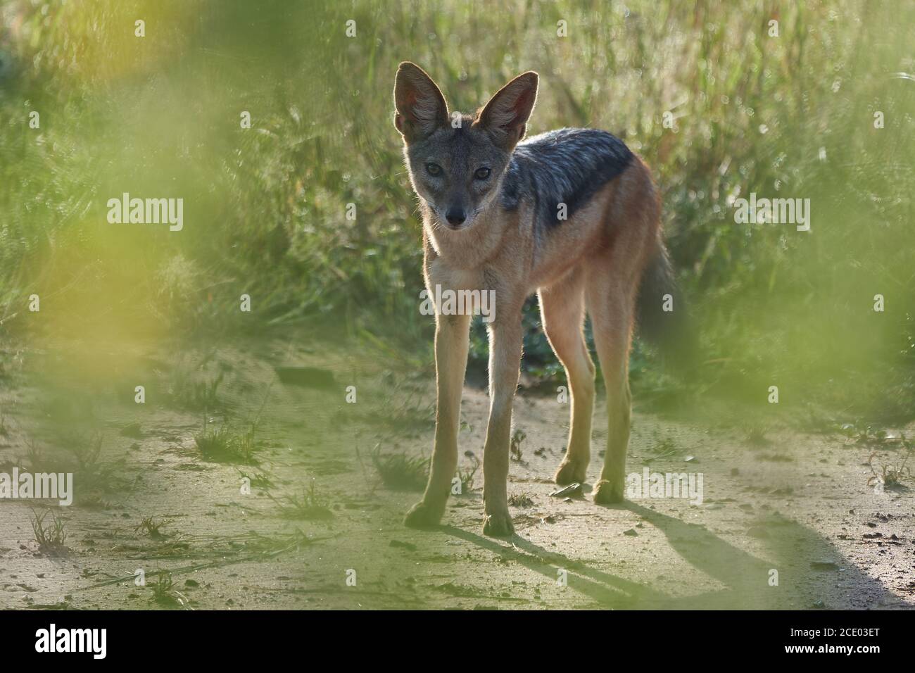 Golden Jackal Canis Aureus Safari Wild Portrait Stock Photo