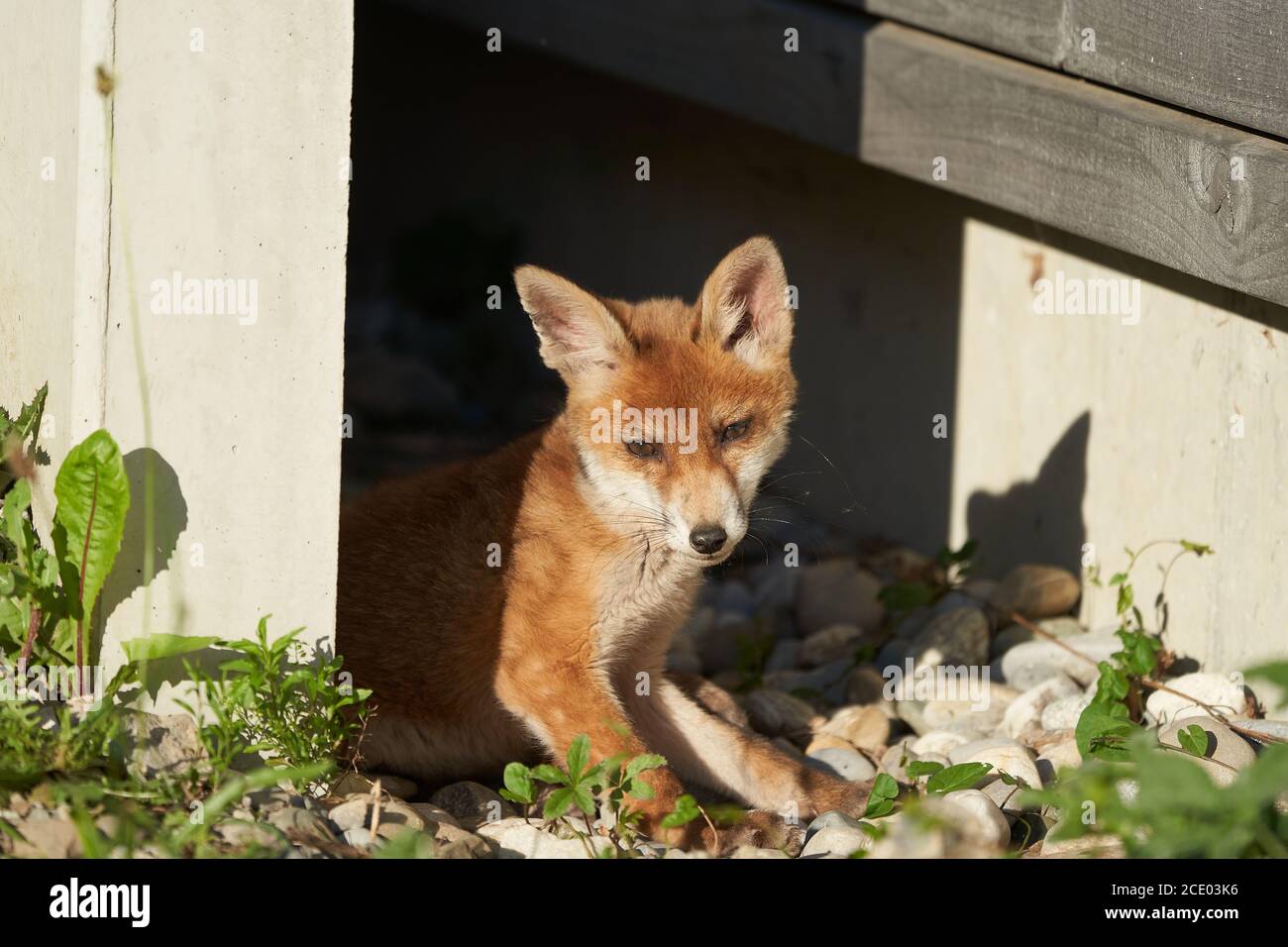 Red Fox Portrait Vulpes Vulpes Evening Sun Stock Photo