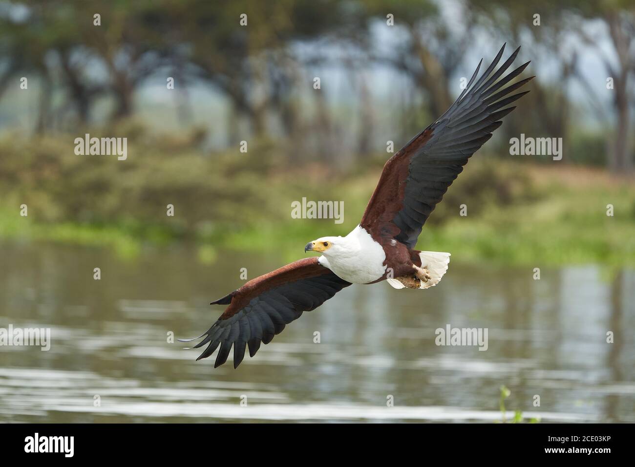 African Fish Sea Eagle Catching Fish Lake Hunting Haliaeetus vocifer Stock Photo