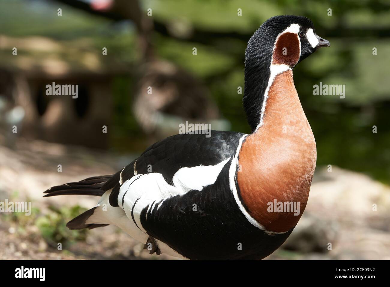 Red breasted goose Branta ruficollis goose Branta Stock Photo